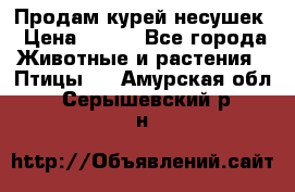 Продам курей несушек › Цена ­ 350 - Все города Животные и растения » Птицы   . Амурская обл.,Серышевский р-н